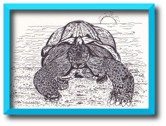 pentekening vn een reuzenschildpad