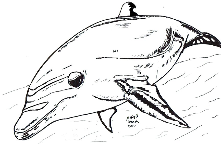 tekening van een zwemmende dolfijn