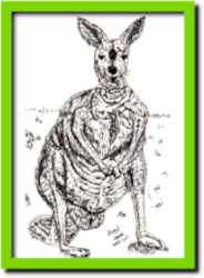 tekening van een kangaroe