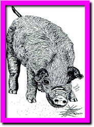 tekening van een varken