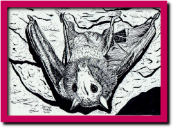 tekening van een vleermuis