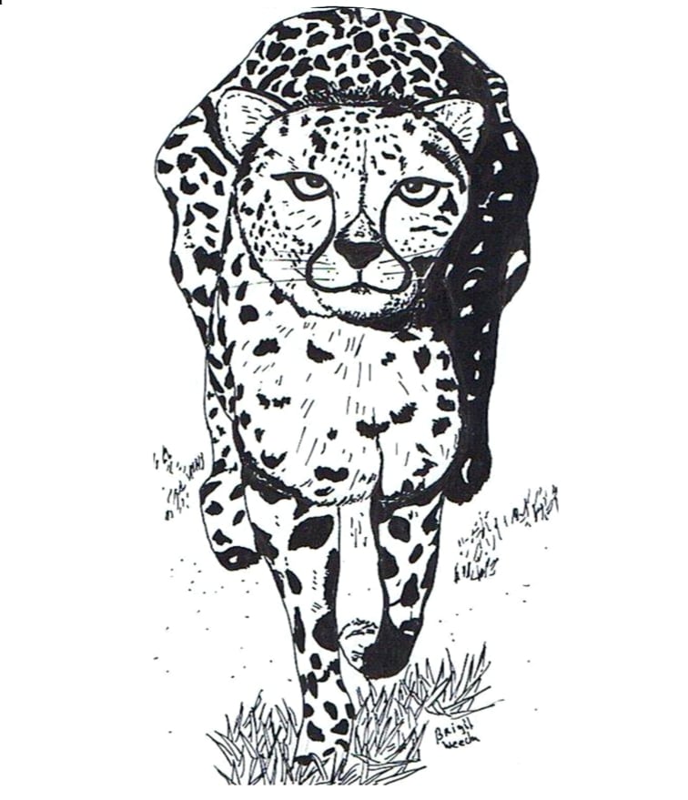 kleurplaat cheetah
