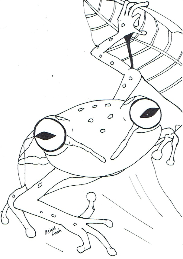 tekening van een boomkikker