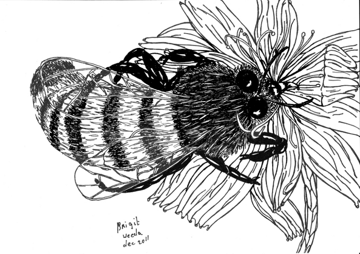 een honingbij