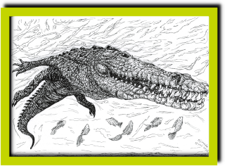 tekening van een zwemmende krokodil