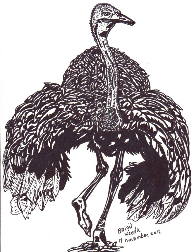 tekening struisvogel