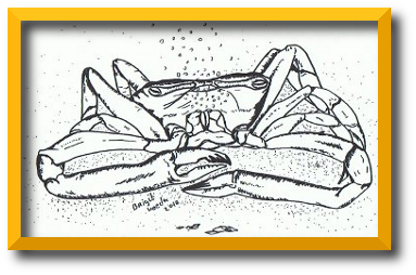 tekening van een krab