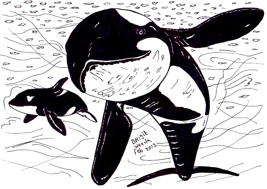 tekening van twee orka's om in te kleuren