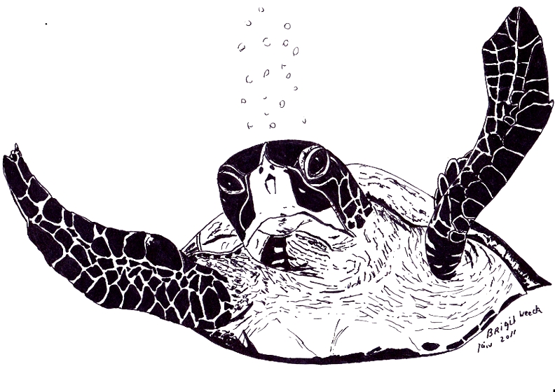 tekening van een schildpadje