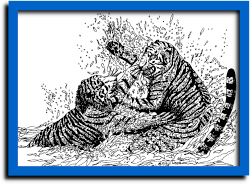 tekening van twee vechtende tijgers