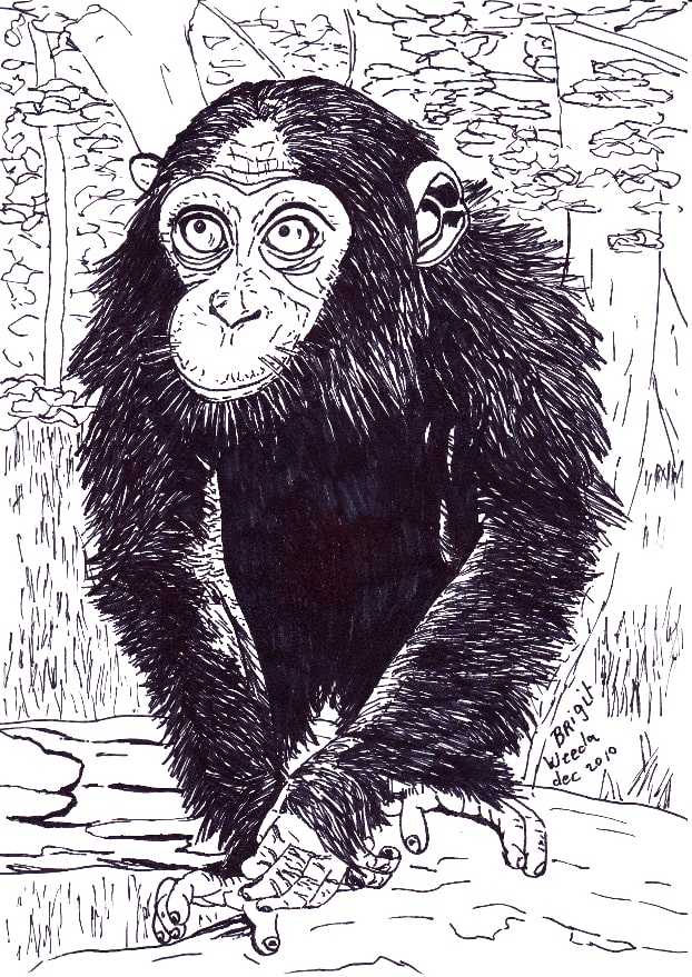 illustratie van een chimpansee