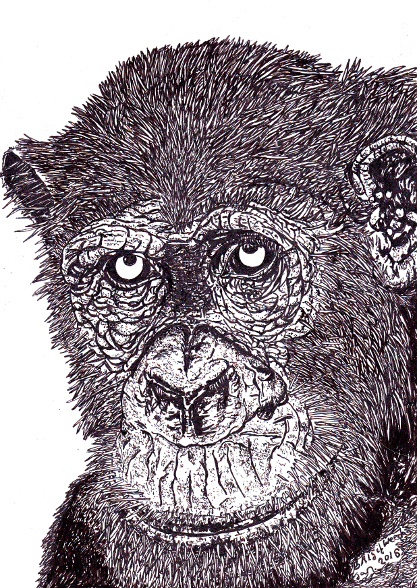 tekening van een apenhoofd