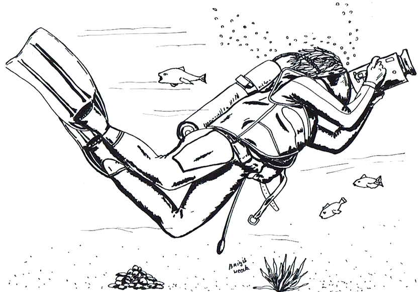  tekening van een duiker